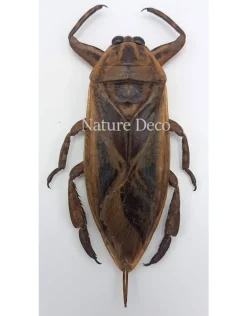 (On)geprepareerde LethocerusIndicus (waterkever)