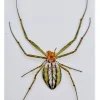 (On)geprepareerde Leucauge sp.