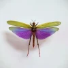 Ongeprepareerde Lophacris Albipes (sprinkhaan)