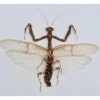 (On)geprepareerde Mantidae sp.