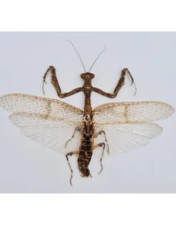 (On)geprepareerde Mantidae sp.