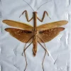(On)geprepareerde Mantidae sp. bruin