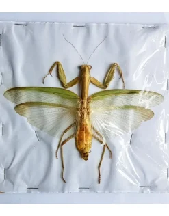 (On)geprepareerde Mantidae sp. groen