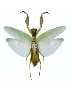 (On)geprepareerde Mantidae (bidsprinkhaan)