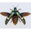 Ongeprepareerde Megaloxantha Bicolor