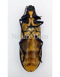Ongeprepareerde Megaloxantha Bicolor