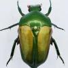 Ongeprepareerde Megaphonia adolphinae