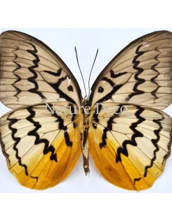 Ongeprepareerde Melanocyma Faunula