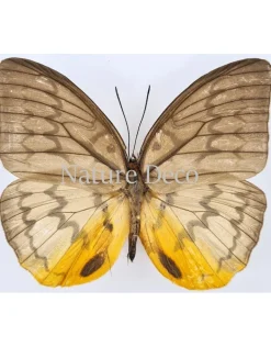 Ongeprepareerde Melanocyma Faunula