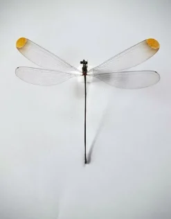 Ongeprepareerde Microstigma Rotundatum