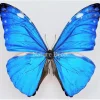 Ongeprepareerde Morpho Adonis
