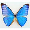 Ongeprepareerde Morpho Aurora