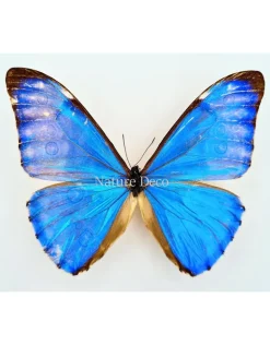 Ongeprepareerde Morpho Aurora