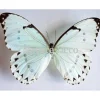 Ongeprepareerde Morpho Catenarius B keus