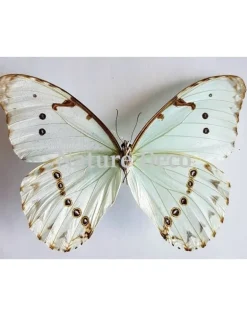 Ongeprepareerde Morpho Catenarius B keus