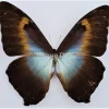 Ongeprepareerde Morpho Cisseis Gahua