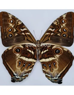 Ongeprepareerde Morpho Cisseis Gahua