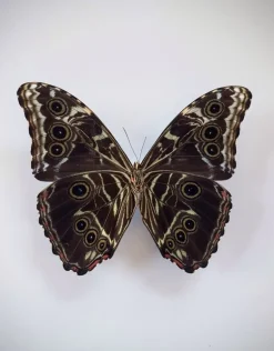 Ongeprepareerde Morpho Deidamia