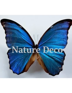 Ongeprepareerde Morpho Didius