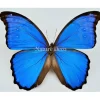 Ongeprepareerde Morpho Menelaus