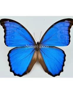 Ongeprepareerde Morpho Menelaus