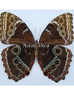 Ongeprepareerde Morpho Peleides (vrouw)
