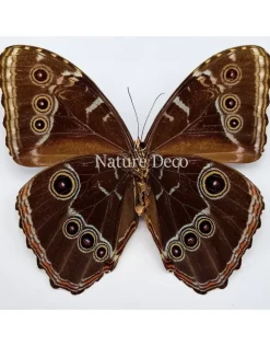 Ongeprepareerde Morpho Peleides (man)