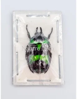Ongeprepareerde Mystroceros Rouyeri