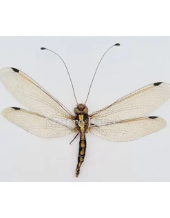 (On)geprepareerde Neuroptera sp. (mierenleeuw)