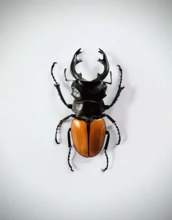 Ongeprepareerde Odontolabis Elegans