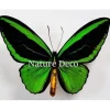 Ongeprepareerde Ornithoptera Priamus Poseidon (man)