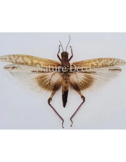 Ongeprepareerde Orthoptera sp.