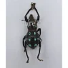 Ongeprepareerde Pachyrrhynchus sp