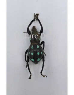 Ongeprepareerde Pachyrrhynchus sp