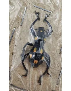 Ongeprepareerde Pachyrrhynchus sp