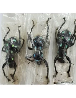 Ongeprepareerde Pachyrrhynchus sp
