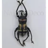 Ongeprepareerde Pachyrrhynchus sp 2