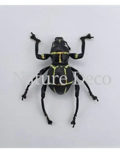 Ongeprepareerde Pachyrrhynchus sp 3