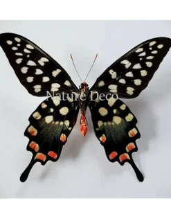 Ongeprepareerde Papilio Antenor