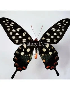 Ongeprepareerde Papilio Antenor
