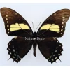 Ongeprepareerde Papilio Aristeus