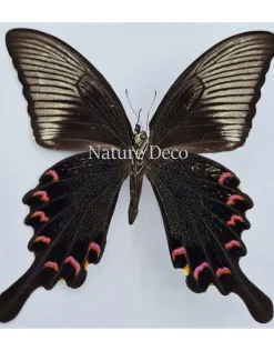 Ongeprepareerde Papilio Bianor