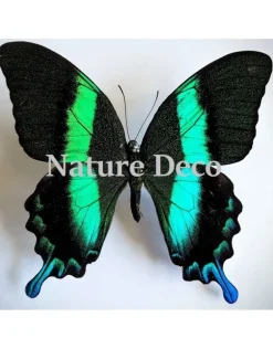 Ongeprepareerde Papilio Blumei