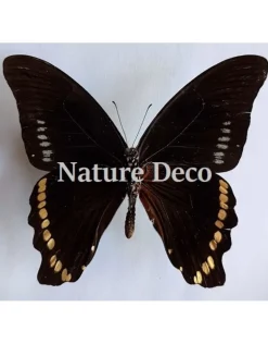 Ongeprepareerde Papilio Bromius