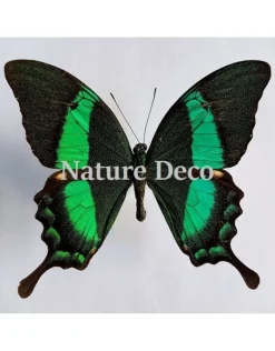 Ongeprepareerde Papilio Daedalus