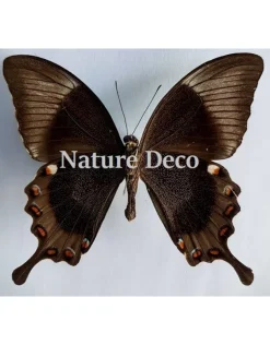 Ongeprepareerde Papilio Daedalus