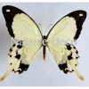 Ongeprepareerde Papilio Dardanus