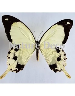 Ongeprepareerde Papilio Dardanus