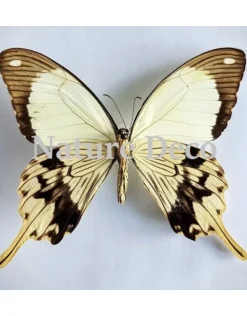 Ongeprepareerde Papilio Dardanus