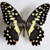 Ongeprepareerde Papilio Demodocus